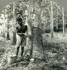 'Ona Large Rubber Tree Plantation near Suva, Fiji Island - Hindu Laborer Gathering the Sap or Latex  Creator: Unknown.