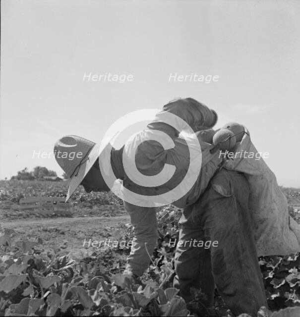Mexican picking melons in the Imperial Valley, California, 1937. Creator: Dorothea Lange.