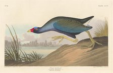 Purple Gallinule, 1836. Creator: Robert Havell.
