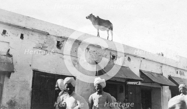 A cow on the roof of a building, Nowshera, India, 1916-1917. Artist: Unknown