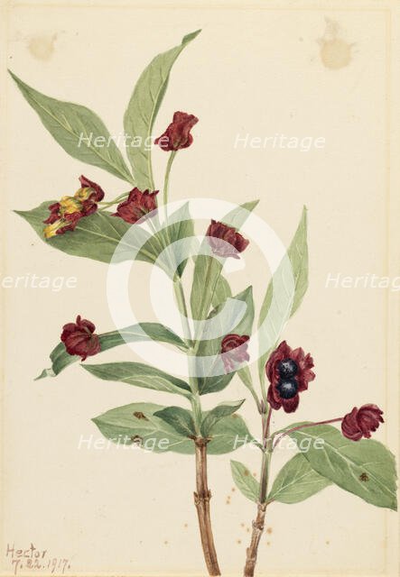 Bearberry Honeysuckle (Lonicera involucrata), 1917. Creator: Mary Vaux Walcott.