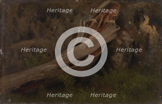 Study of a decaying Trunk, probably 1851. Creator: Herman August Cappelen.