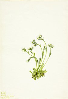 Saxifrage (Saxifraga caespitosa), 1924. Creator: Mary Vaux Walcott.