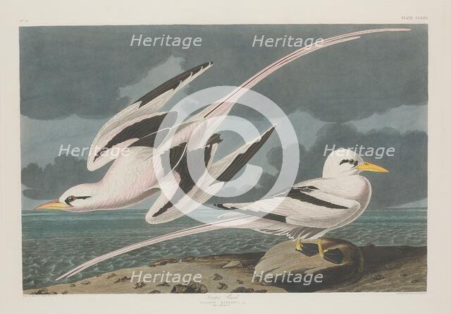 Tropic Bird, 1835. Creator: Robert Havell.
