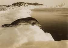 A weddell seal about to dive at West Beach, Cape Evans, Antarctica, 1911.Artist: Herbert Ponting