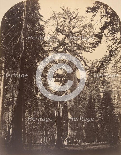 The Grisly Giant, Mariposa Grove, Yosemite, 1861. Creator: Carleton Emmons Watkins.