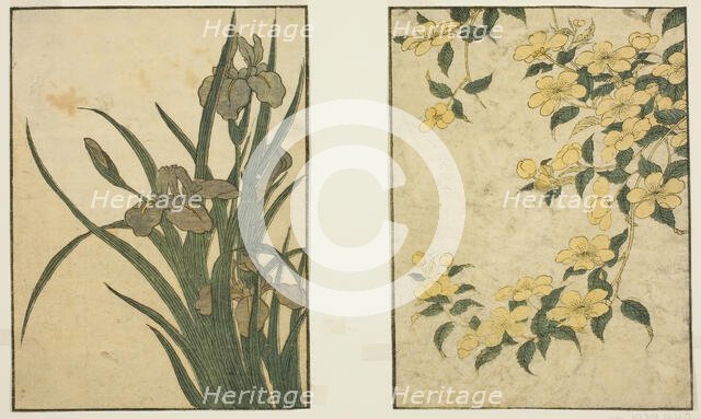 Kerria and Iris, from the illustrated book "Picture Book: Flowers of the Four Seasons..., 1801. Creator: Kitagawa Utamaro.