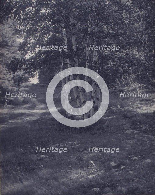 Birch trees along a path, c1900. Creator: W Radford.