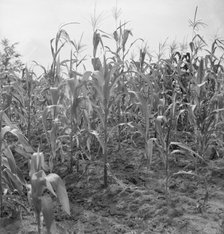 Close up of poor corn, Orange County, North Carolina, 1939. Creator: Dorothea Lange.