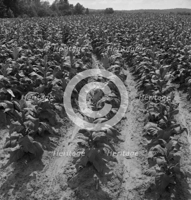Tobacco field of Negro sharecropper, Wake County, North Carolina, 1939. Creator: Dorothea Lange.