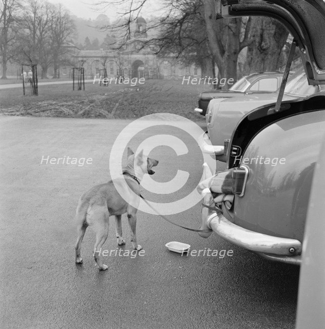 Dog tethered near the stables, Chatsworth House, Derbyshire, 1959. Artist: John Gay