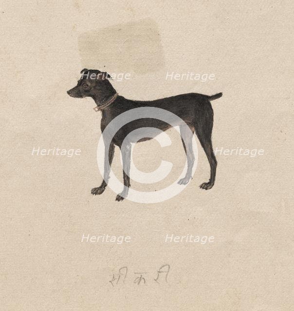 Dog, 1800s. Creator: Unknown.