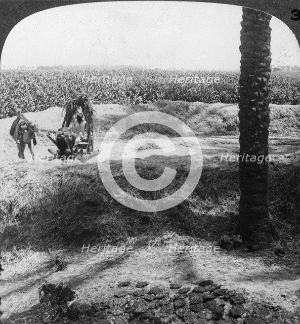 Threshing in Egypt, 1905.Artist: Underwood & Underwood