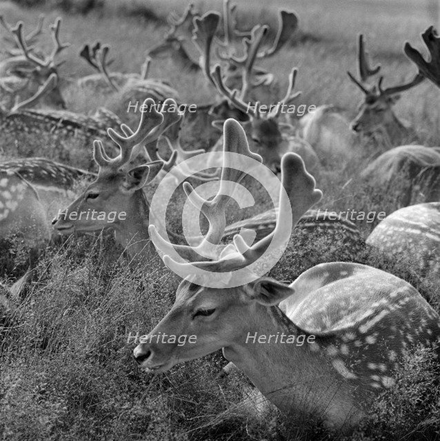 Deer in Bushy Park, Greater London, 1964. Artist: John Gay