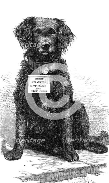 The Southsea and Ryde Collecting Dog "Brake", 1883. Creator: Unknown.