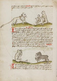 A Lion with a Monkey and his Young: A Monkey: A Bear Eating a..., third quarter of 15th century. Creator: Unknown.