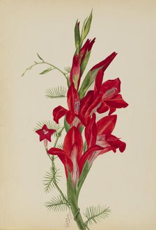 Cannas and Cypress Vine (Canna species and Ipomoea quamoclit), 1877. Creator: Mary Vaux Walcott.