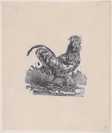 The Rooster, ca. 1853. Creator: Charles Emile Jacque.