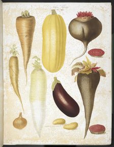 A selection of vegetables, including aubergine, onion, carrot, and potato, 1850.  Creators: Elisa Champin, Mlle Coutance.