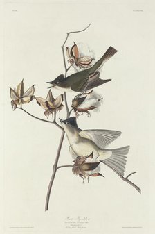 Pewit Flycatcher, 1831. Creator: Robert Havell.