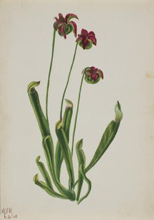 (Untitled--Flower Study), 1940. Creator: Mary Vaux Walcott.