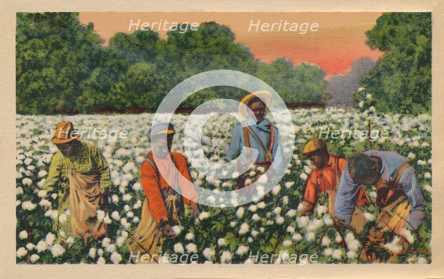 Cotton Picking, Augusta, Georgia, 1943. Artist: Unknown