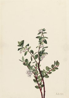 Box Huckleberry (Gaylussacia brachycera), 1919. Creator: Mary Vaux Walcott.