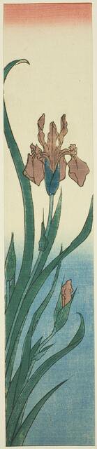 Iris, 1840s. Creator: Ando Hiroshige.