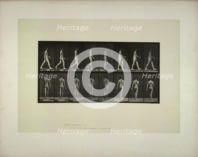Animal locomotion: males (pelvis cloth), 1887. Creator: Muybridge, Eadweard (1830-1904).