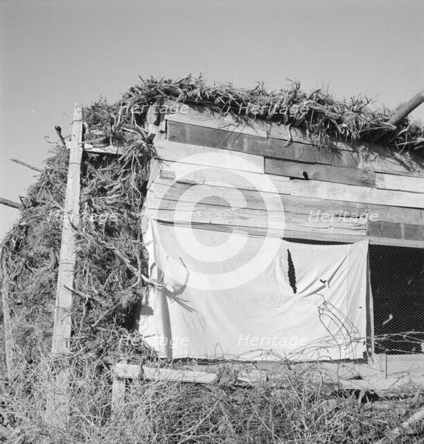Shows construction of chicken house, sage bush thatched, Dead Ox Flat, Malheur County, Oregon, 1939. Creator: Dorothea Lange.