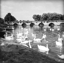 Swans on the River Avon, Stratford-upon-Avon, Warwickshire, c1955. Creator: Arthur Charles Kirby Ware.