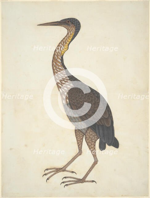 Purple Heron (Ardea purpurea), Company School, c. 1780/1820. Creator: Unknown.
