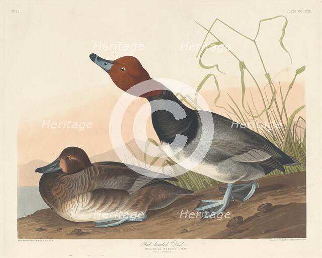 Red-Headed Duck, 1836. Creator: Robert Havell.