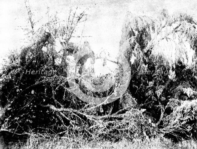 Swarm of locusts at Delagoa Bay, East Africa, 1895. Creator: Unknown.