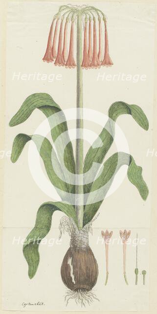 Cyrtanthus carneus Lindl.  (Sand-lily), 1777-1786. Creator: Robert Jacob Gordon.