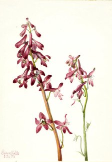 Red Larkspur (Delphinium nudicale), 1935. Creator: Mary Vaux Walcott.