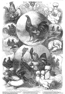 The Birmingham Christmas Poultry Show, 1854. Creator: Unknown.