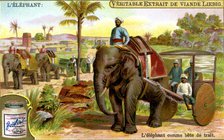 The Elephant as draught animal, c1900. Artist: Unknown