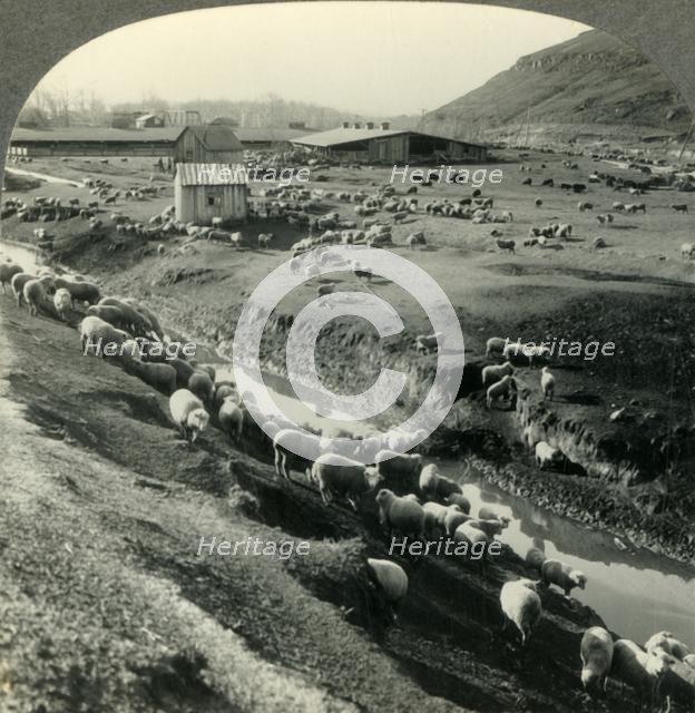 'A Sheep Ranch in the Northwest Country - Idaho', c1930s. Creator: Unknown.
