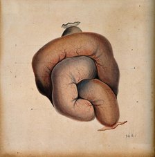 A length of coiled intestine, 1800-1899. Creator: Unknown.