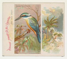Sacred Kingfisher, from Birds of the Tropics series (N38) for Allen & Ginter Cigarettes, 1889. Creator: Allen & Ginter.