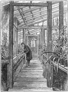 Charles Darwin (1809-1882), English naturalist, in his greenhouse. Artist: Unknown