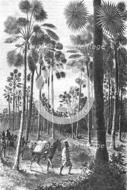 ''Forest of Fan-Leaved Palms; Journey from the Senegal to the Niger', 1875. Creator: Unknown.