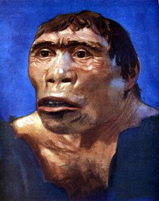 'Java Man' (Pithecanthropus erectus). Artist: Unknown