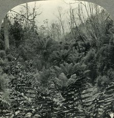 'Typically Australian - Fern trees in Cawood's Gully, Apollo Bay, Victoria, Australia', c1930s. Creator: Unknown.