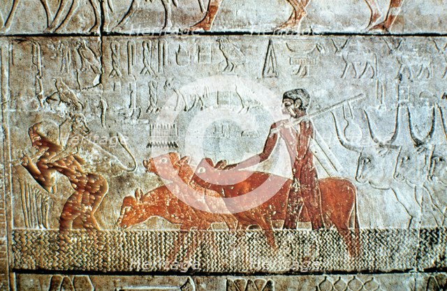 Walking cattle across a channel, wall relief, Saqqara, Egypt. Artist: Unknown