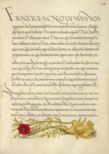 Pheasant's Eye and Buttercup; Mira calligraphiae monumenta, 1561-1562; illumination added 1591-1596. Creator: Joris Hoefnagel.