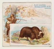 Musk Ox, from Quadrupeds series (N41) for Allen & Ginter Cigarettes, 1890. Creator: Allen & Ginter.