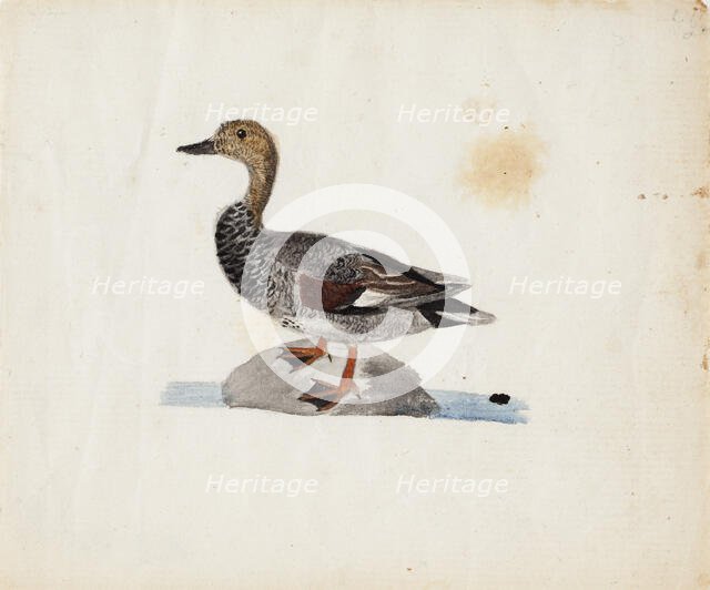 Gadwall, 1830-1831. Creator: Ferdinand von Wright.