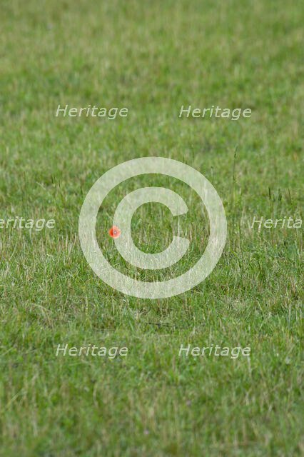 Poppy, Boscobel House, Boscobel, Shropshire, 2010. Creator: Peter Williams.